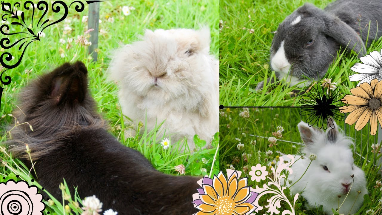 Will The Rabbits Be Friends Again?