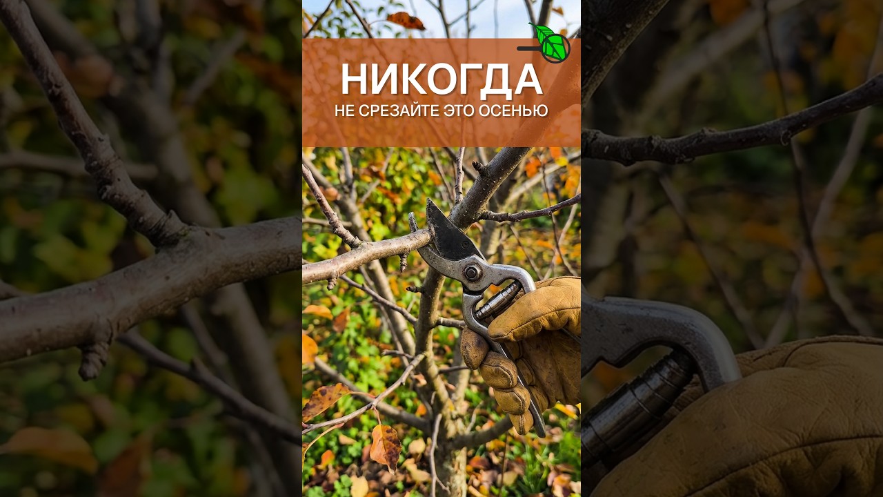 🛑 ПРОШУ, НЕ ОБРЕЗАЙТЕ САД ОСЕНЬЮ! Правильная обрезка и уход - залог ОГРОМНОГО урожая. Побелка сада