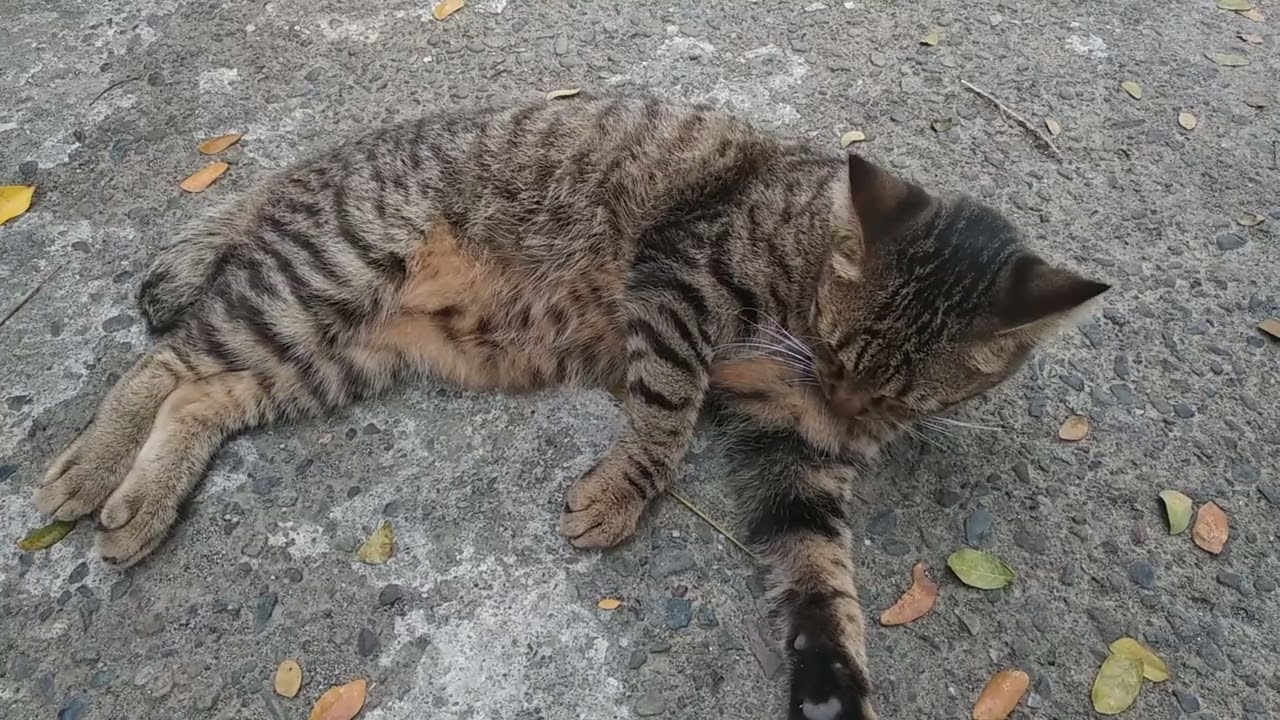 My Cat Rolling and Being Lazy All Day 😹🐱