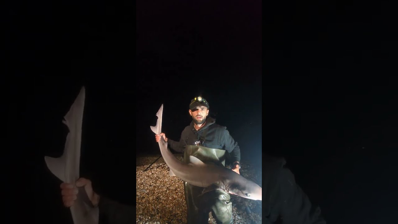 Full tope and hound session from the other night! #fishing #seafishing #fish #fyp