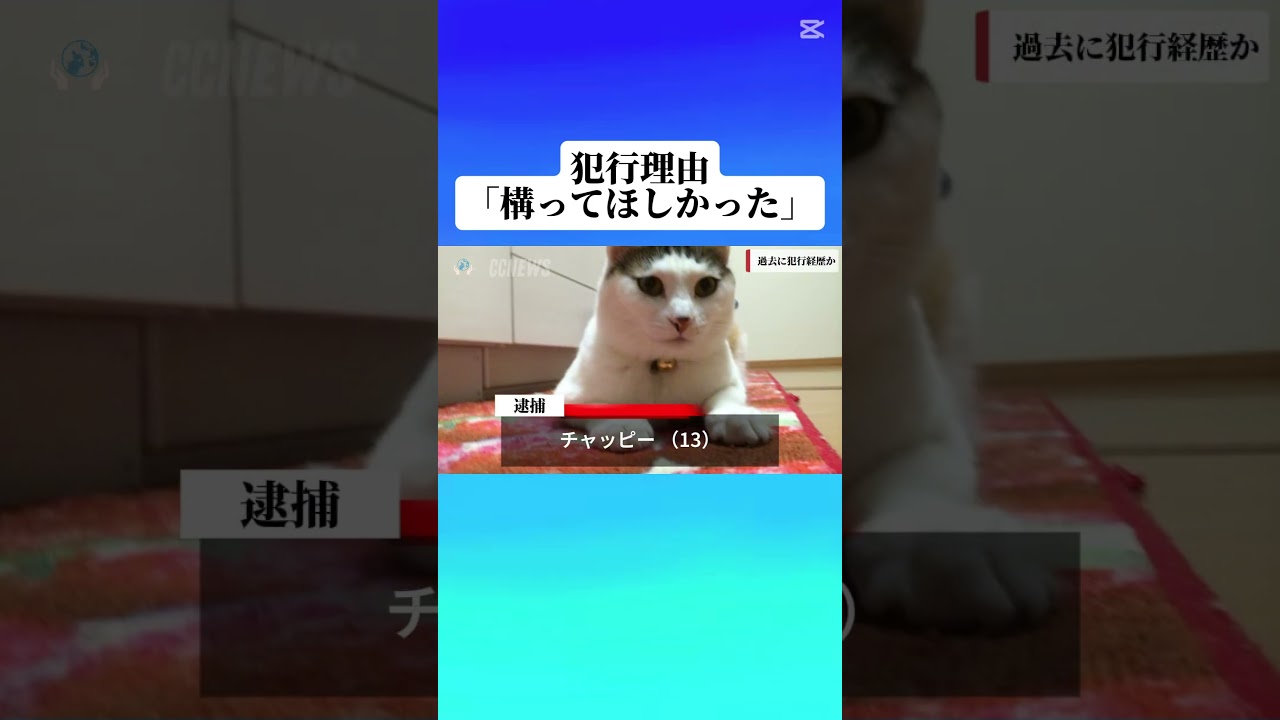 #子猫 #仔猫 #こねこ #猫 #ねこ #ネコ #ねこ部 #猫部 #ふわもこ部 #kitten #neko #cat #cats #cutecat
