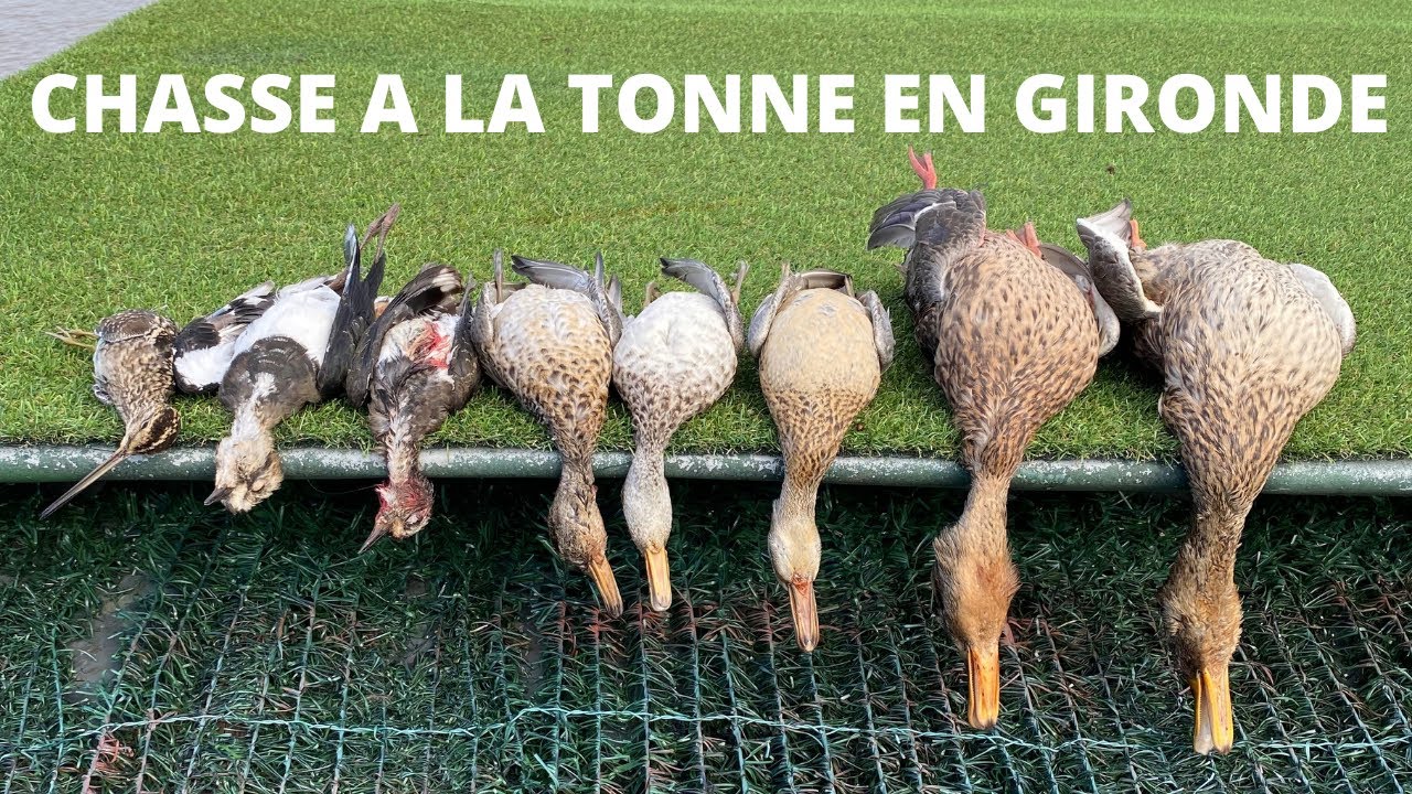 Chasse à la tonne en Gironde !