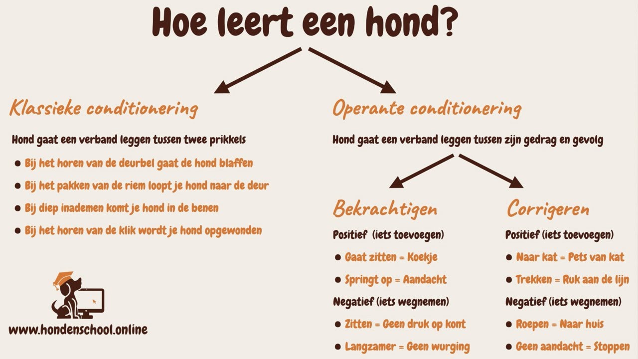 Hoe leert een hond eigenlijk? Verdubbel het effect van Clickertraining