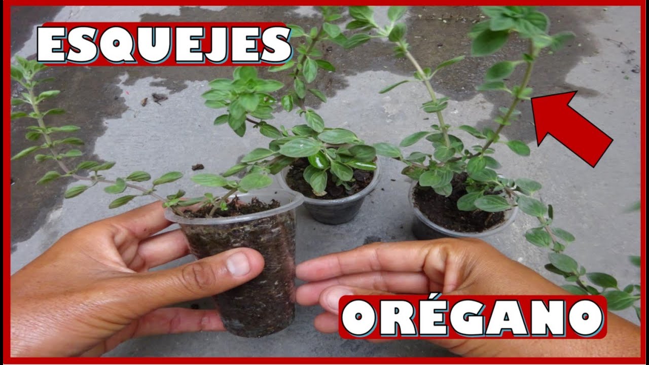 APRENDE A ENRAIZAR ESQUEJES O PORCIONES DE TALLO DE ORÉGANO