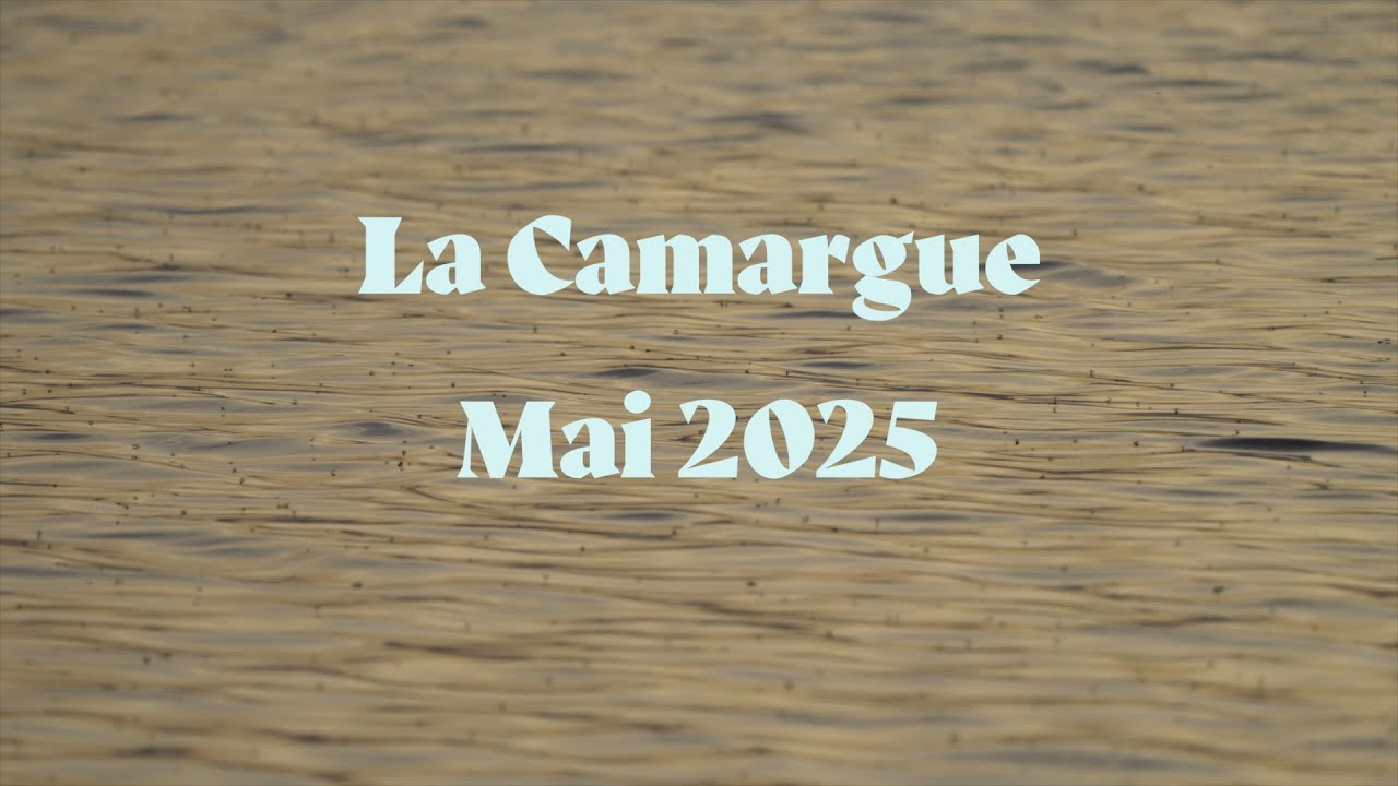 Les oiseaux de camargue