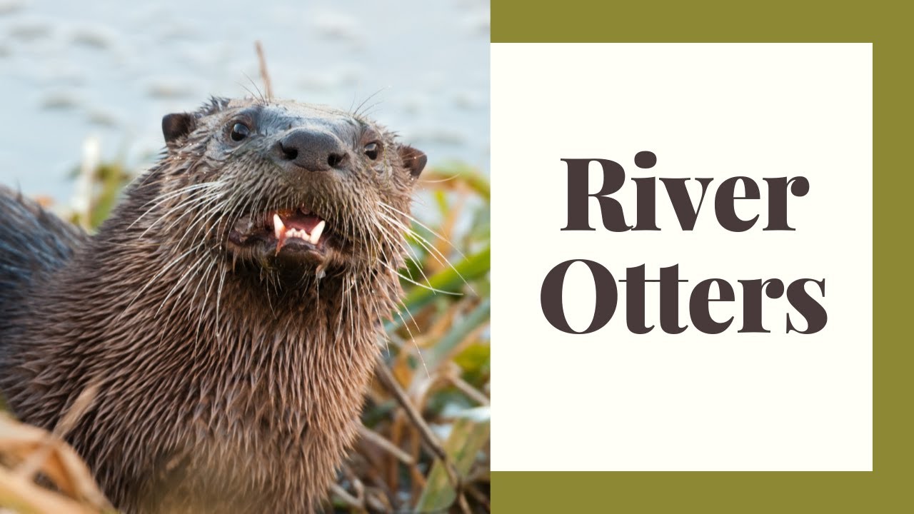 North American River Otters: Slippery, Cute, Fun!