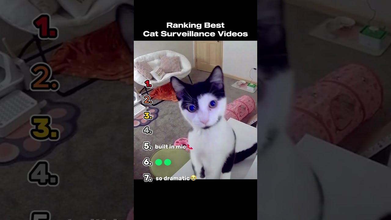 Ranking The Best Cat Surveillance Videos