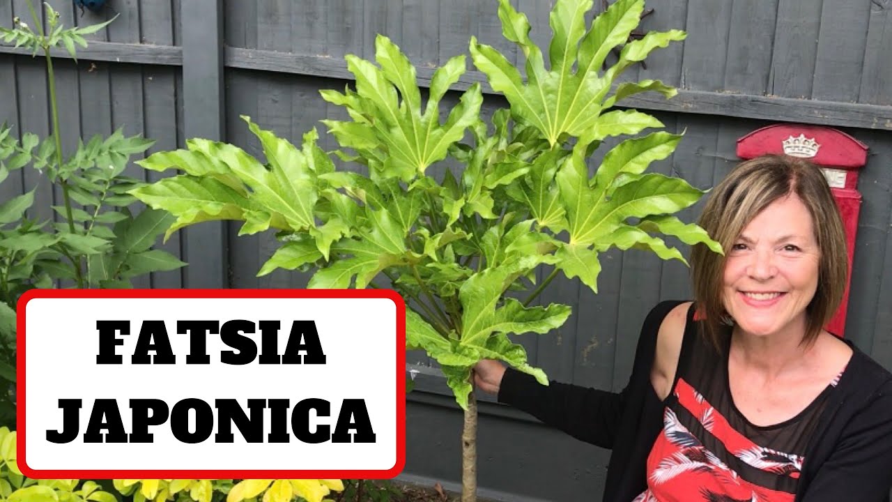 Fatsia Japonica // False Castor Oil Plant // Japanese Aralia