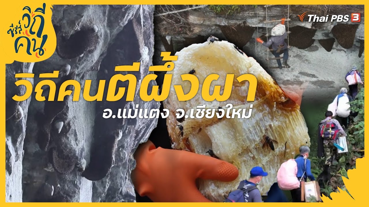 วิถีคนตีผึ้งผา อ.แม่แตง จ.เชียงใหม่ | ซีรีส์วิถีคน [CC]