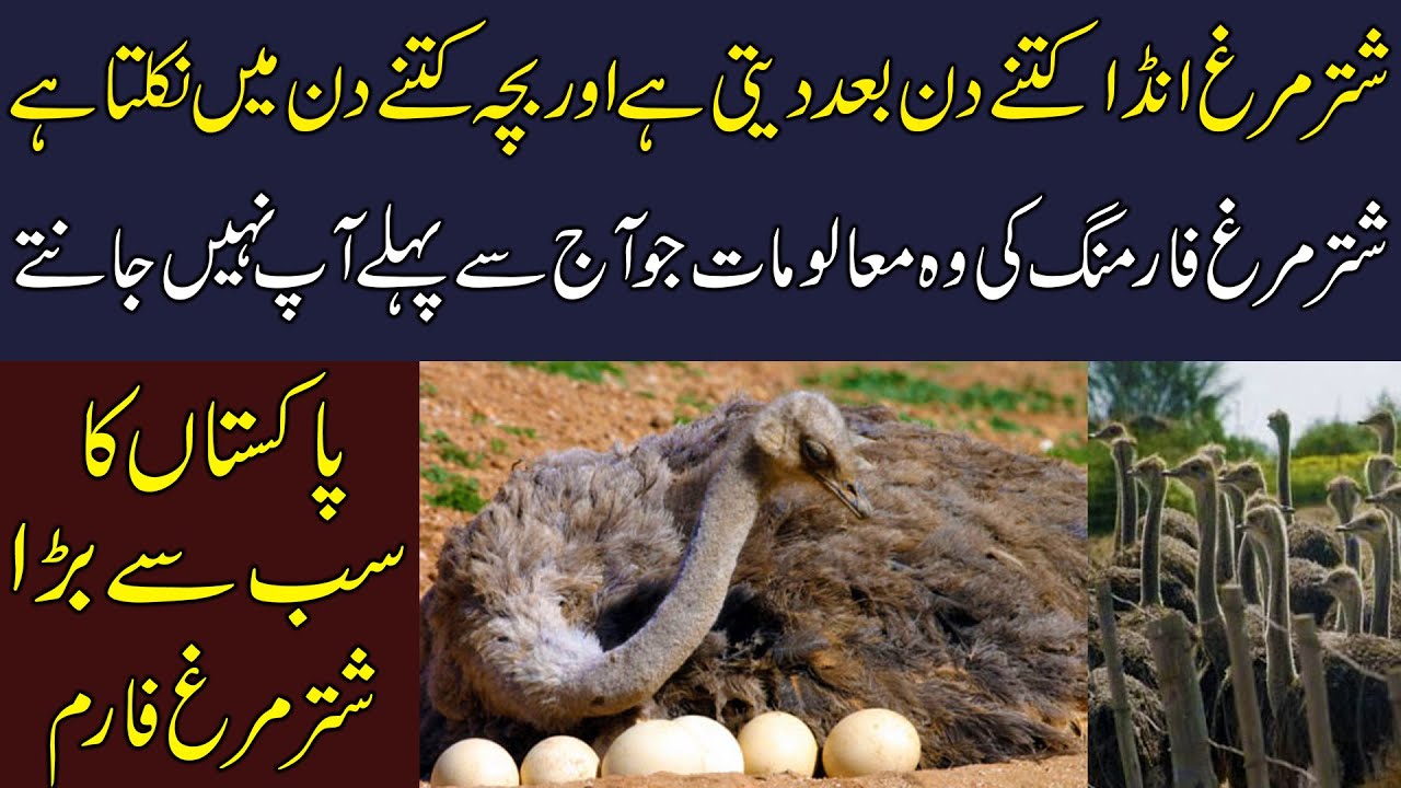Ostrich Production Process | Ostrich Farming Basic Information | Biggest Ostrich Farm