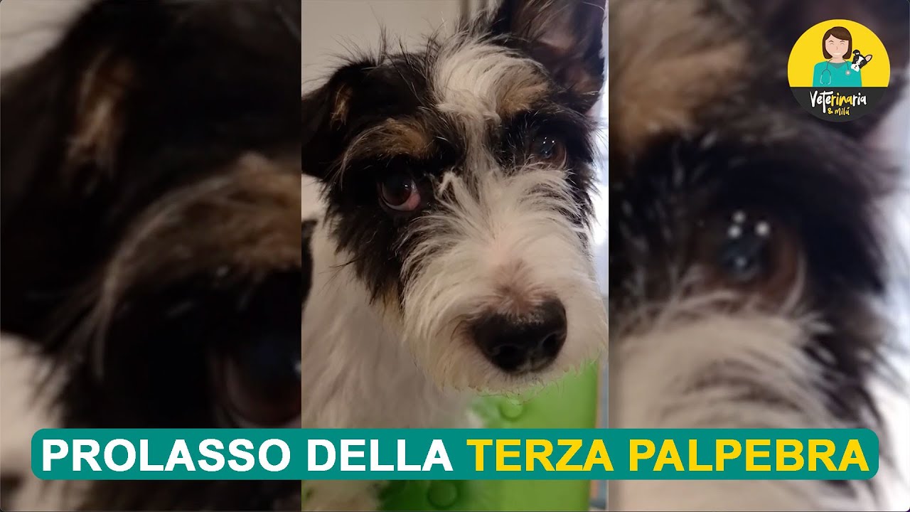 GHIANDOLA DELLA TERZA PALPEBRA 🐶