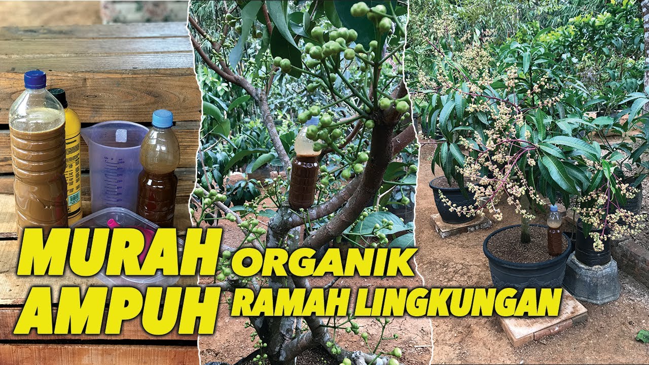 Racikan Pupuk Perangsang Buah | Ampuh dan Ramah Lingkungan!
