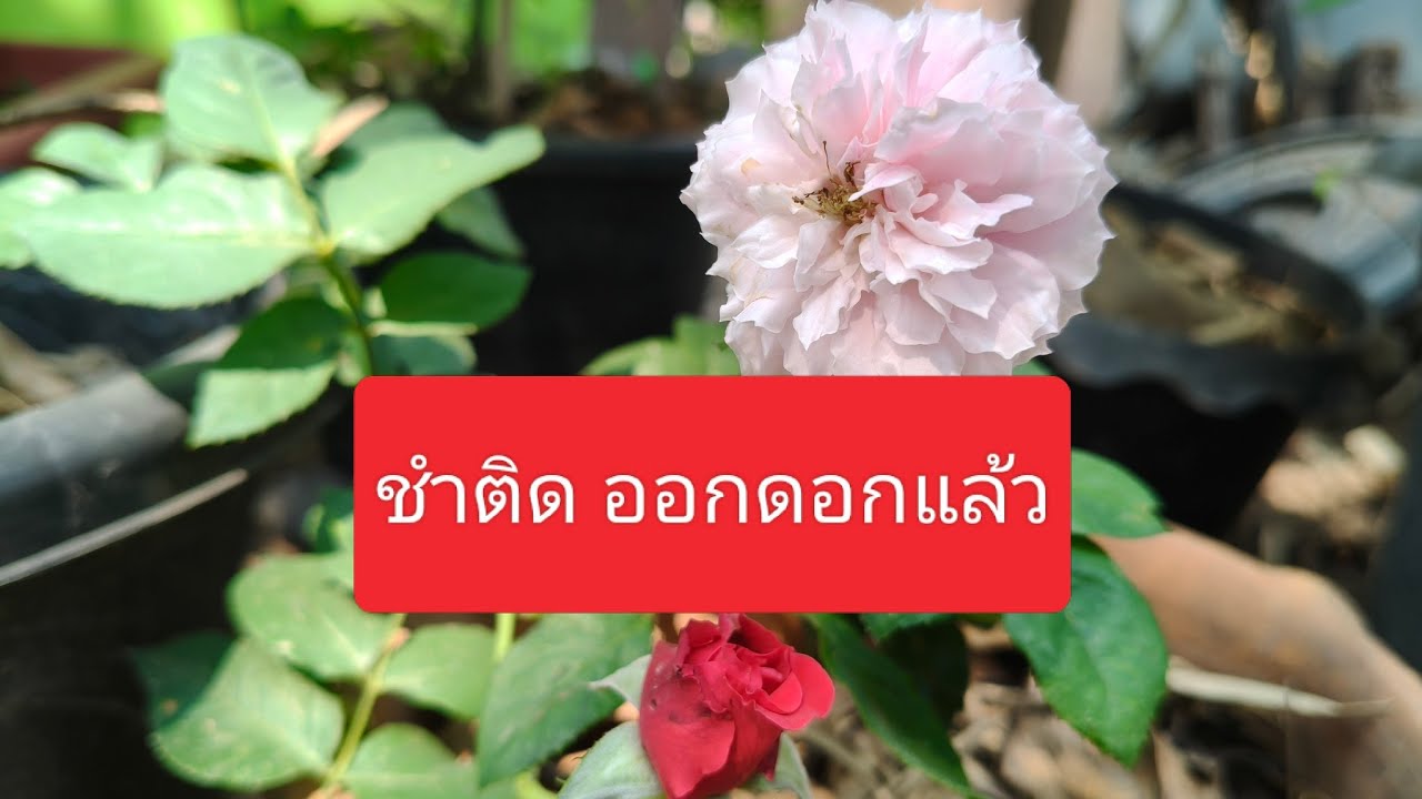 วิธีการชำกุหลาบ ทำตามนี้ สำเร็จจนกระทั่งออกดอก #ชำกุหลาบ