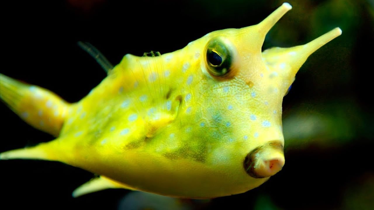 10 Pesci Che Non Crederai Esistono Realmente