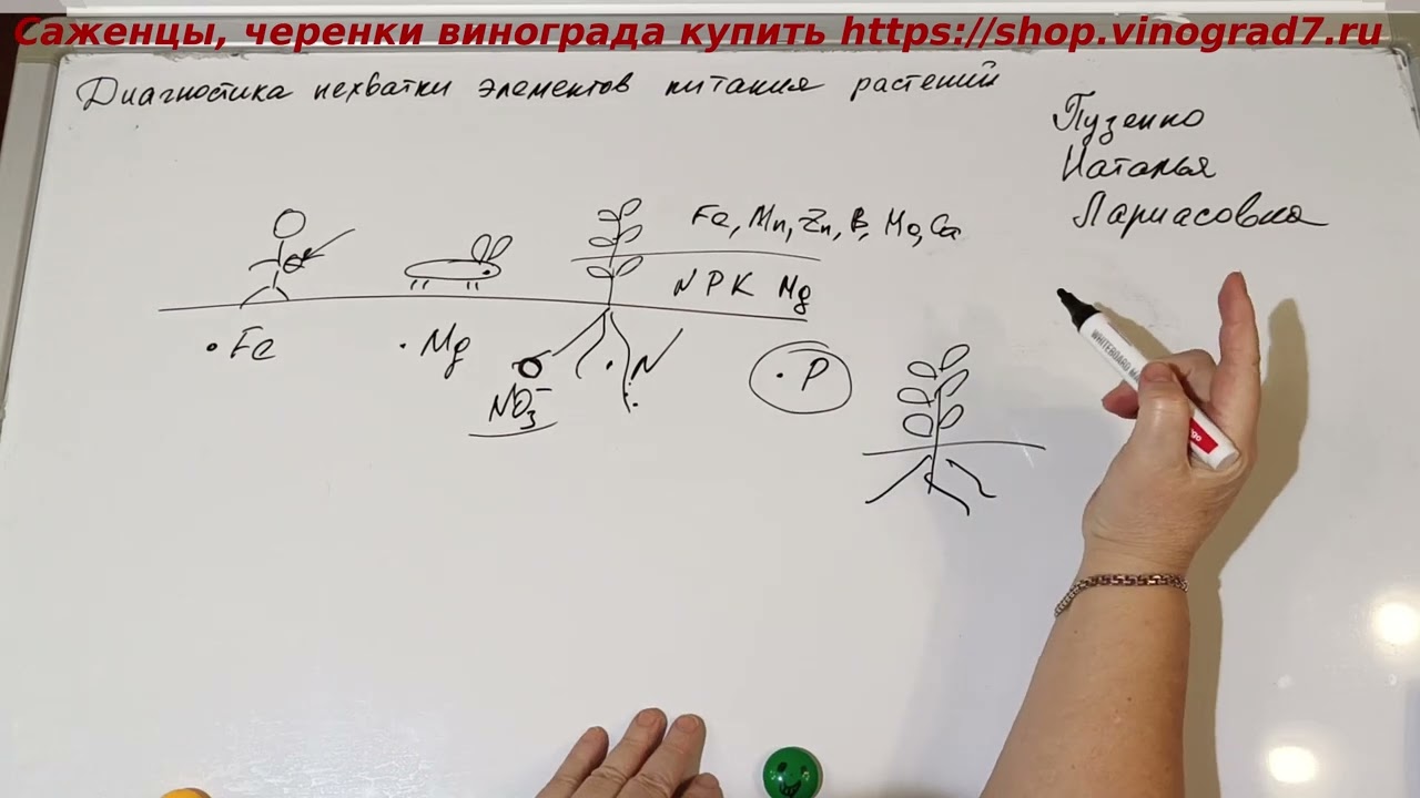 Диагностика элементов питания винограда, листовая диагностика, Пузенко Наталья Лариасовна