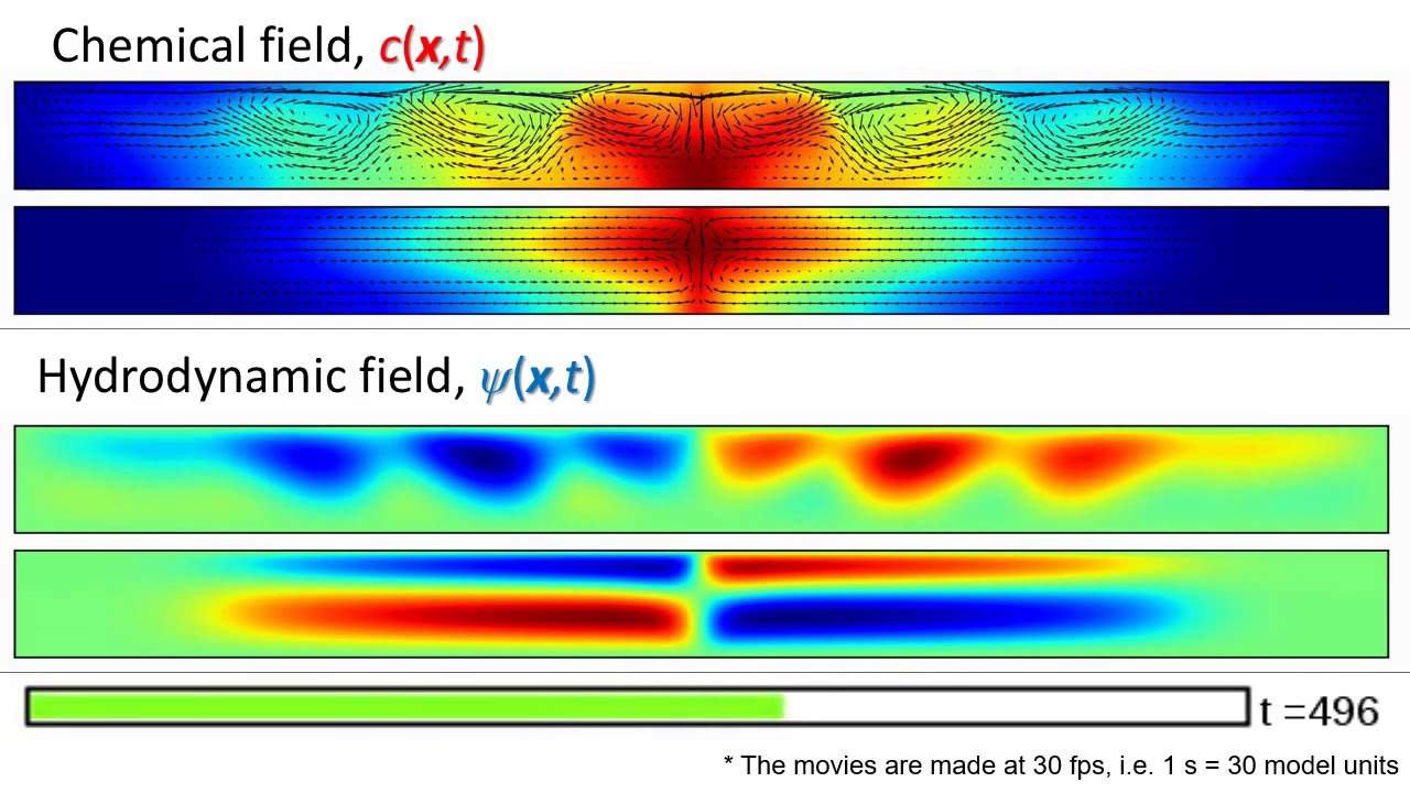 Chemo Marangoni driven oscillations