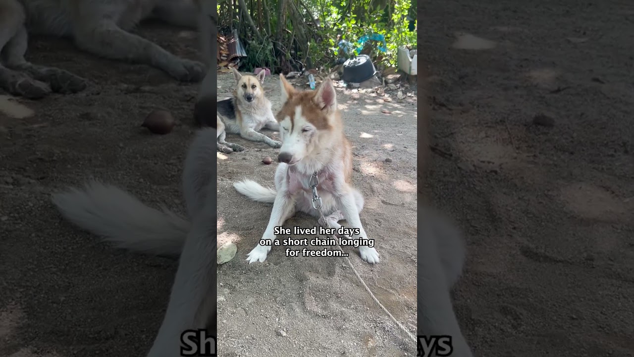 Watch this street dog go from being chained up to a life of love in Thailand #dogrescue