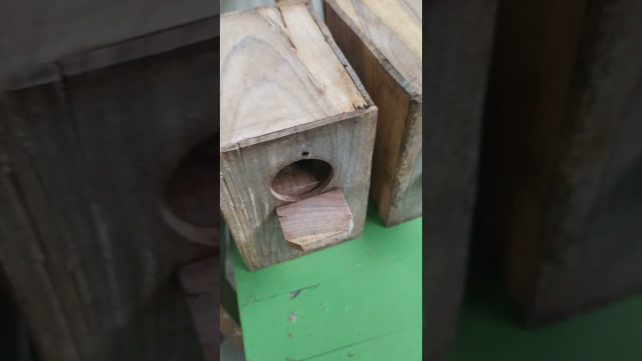 Beli Burung di Erwin Lovebird Semarang, Jospar Thanks om #salamlovebirdmania