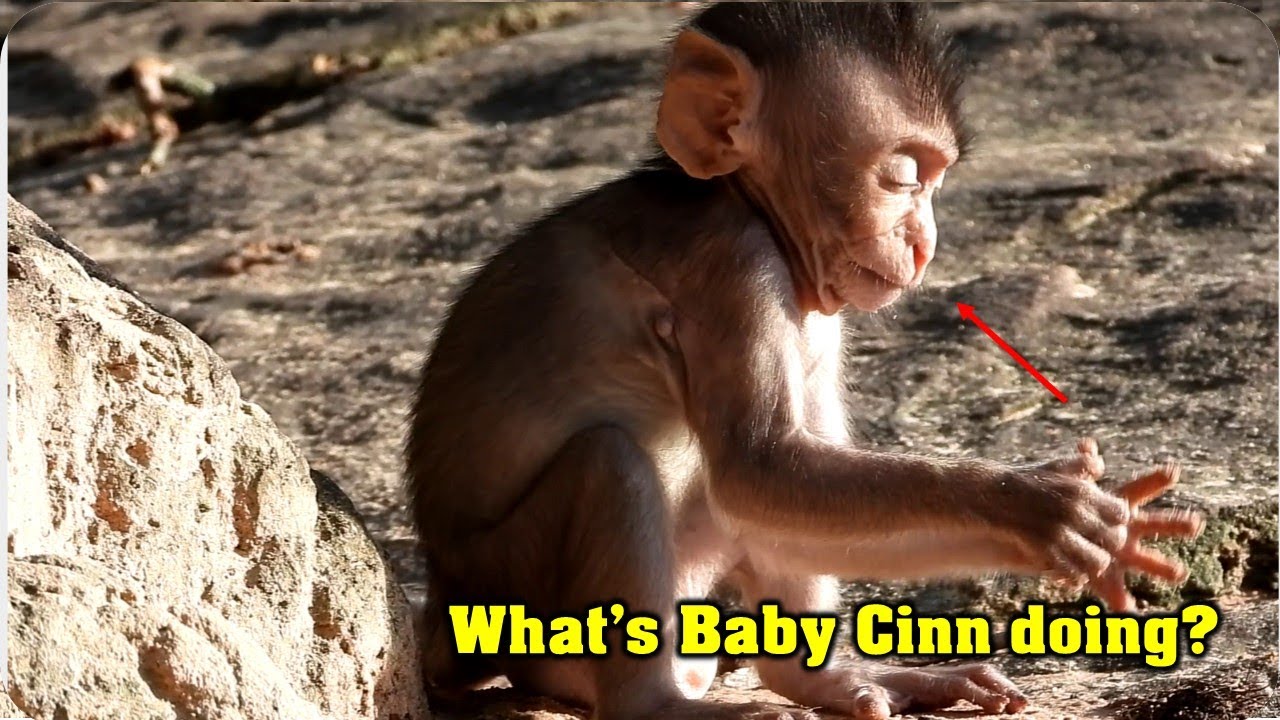 OMG! Gorgeous baby monkey Cinn love to eat with mum & play alone so cute