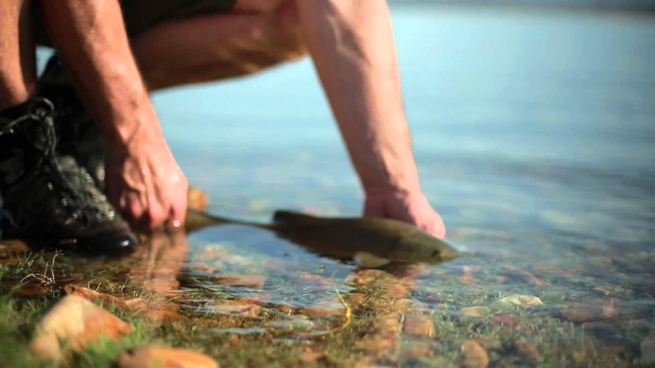 Spanish Barbel on the dry fly