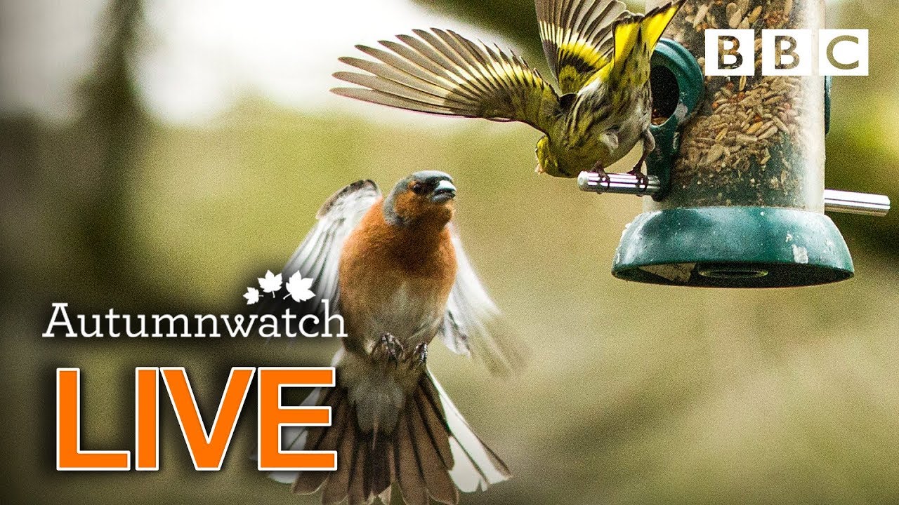 Cute wildlife cams UK 1 Nov 🦔🐾🐿 | BBC Autumnwatch