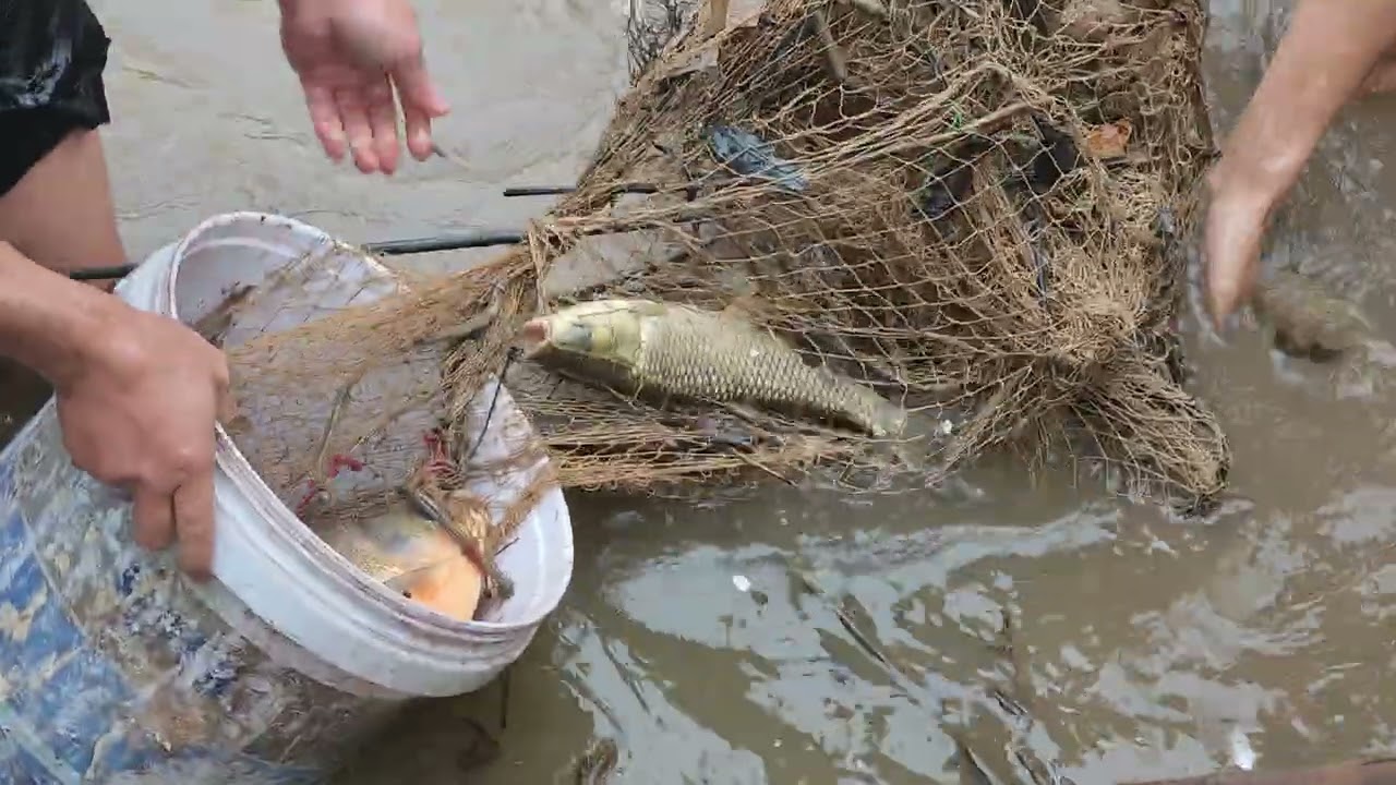 mùng 6 tết đi kéo cá