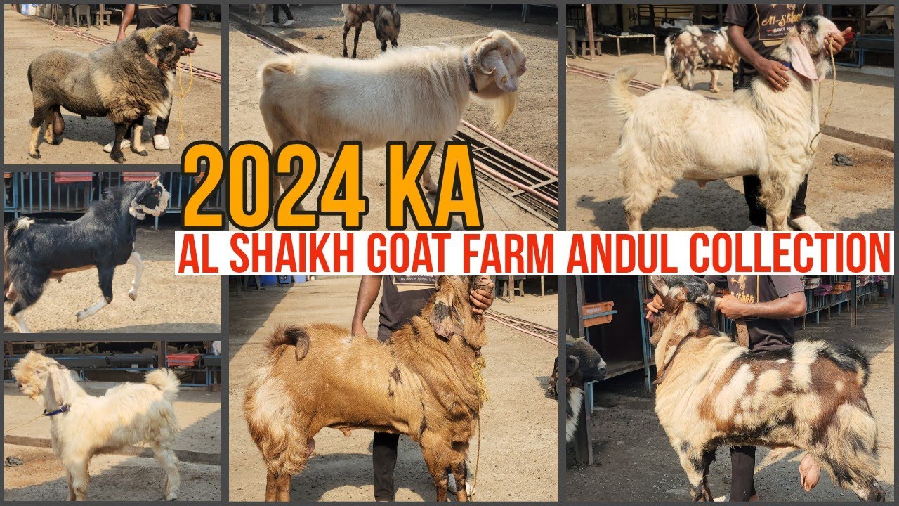 Jabardast Andul Collection Al Shaikh Goat Farm Pe Ready Kiye Huwe Bakre Bhiwandi Mahapoli