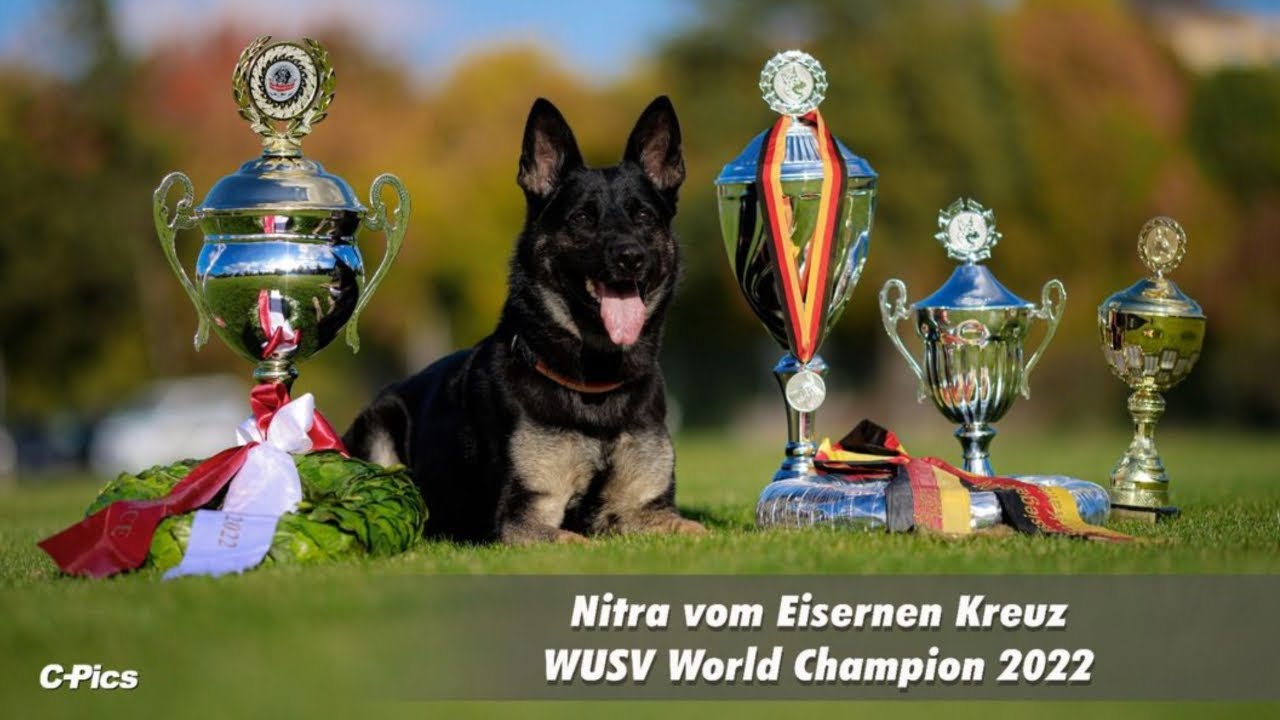 Winner WUSV WM 2022 Nitra vom Eisernen Kreuz - Nico Kertzinger