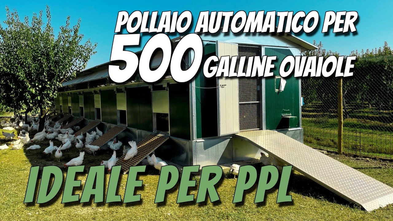POLLAIO 500 GALLINE: ideale per aziende di Piccole Produzioni Locali