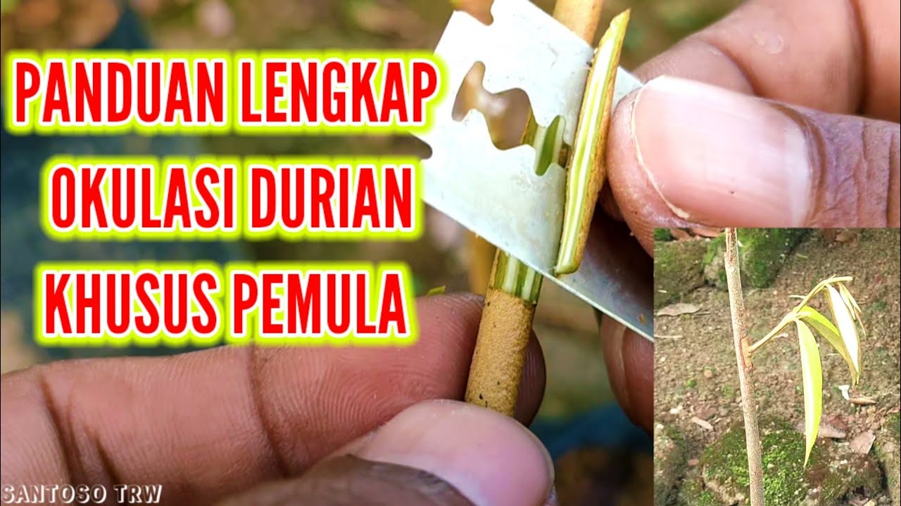 PANDUAN LENGKAP OKULASI DURIAN KHUSUS PEMULA