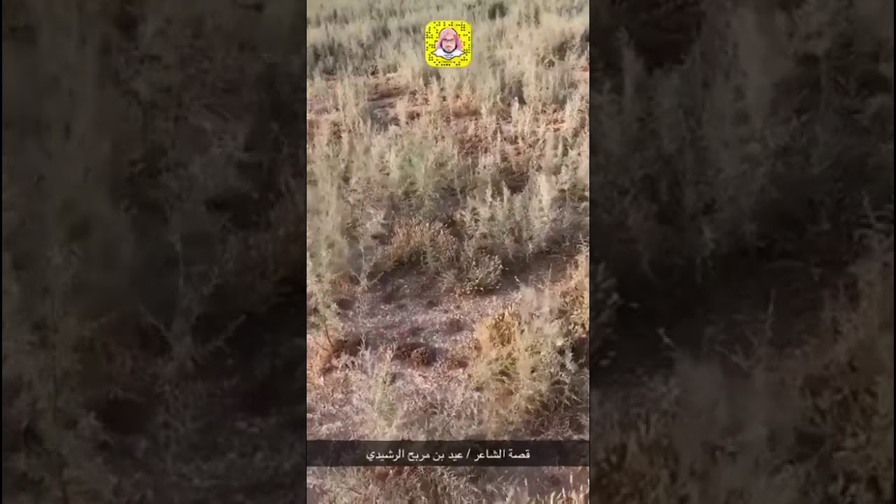 ماذا تعرف عن قرية ميقوع التي ورد ذكرها في قصيدة الشاعر / عيد الرشيدي ، محبكم / ماجد العطوي (أبوخطاب)