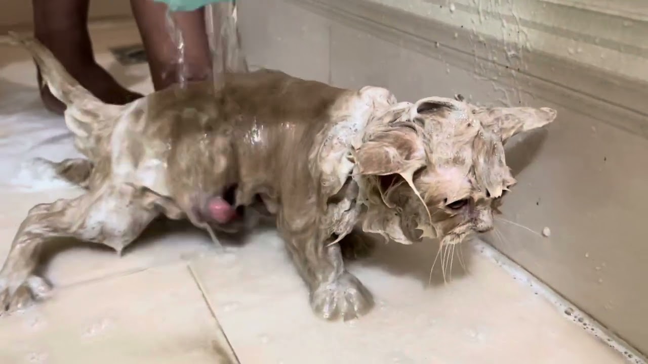 Cute Persian kitten cat Grooming