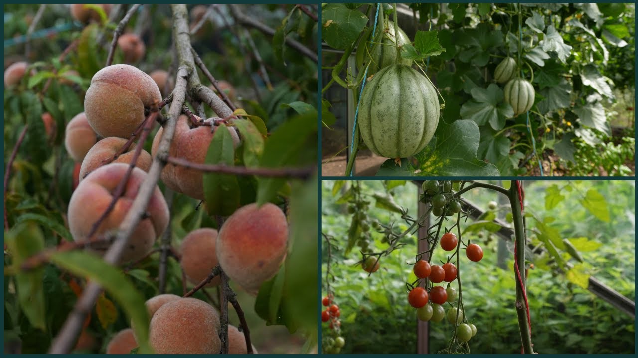 Rondleiding in Sam's Moestuin | juli 2025