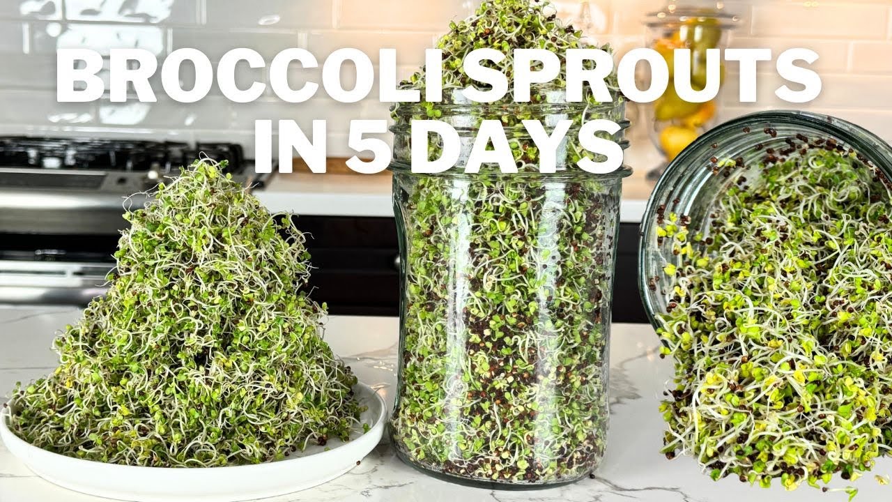 How To Grow Broccoli Sprouts at Home in Just 5 Days!