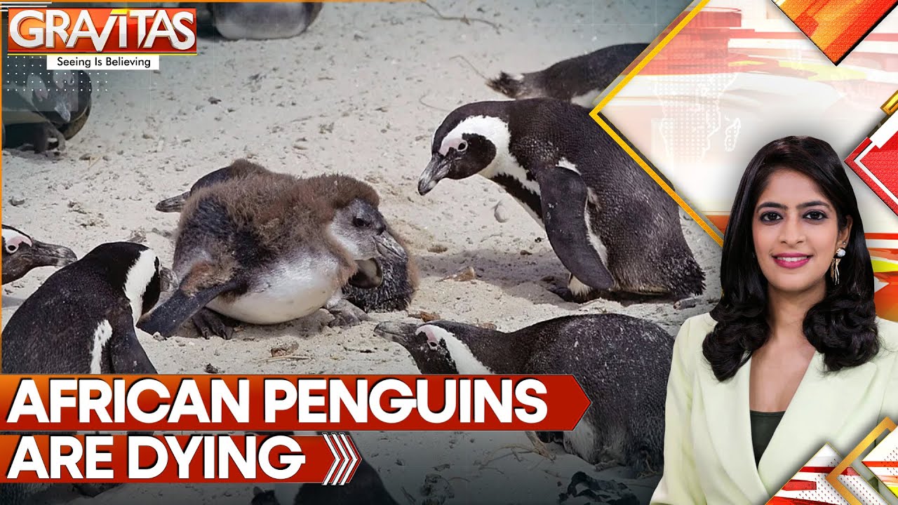 Africa: What's Killing Them! 60,000 African Penguins Starved to Death | GRAVITAS