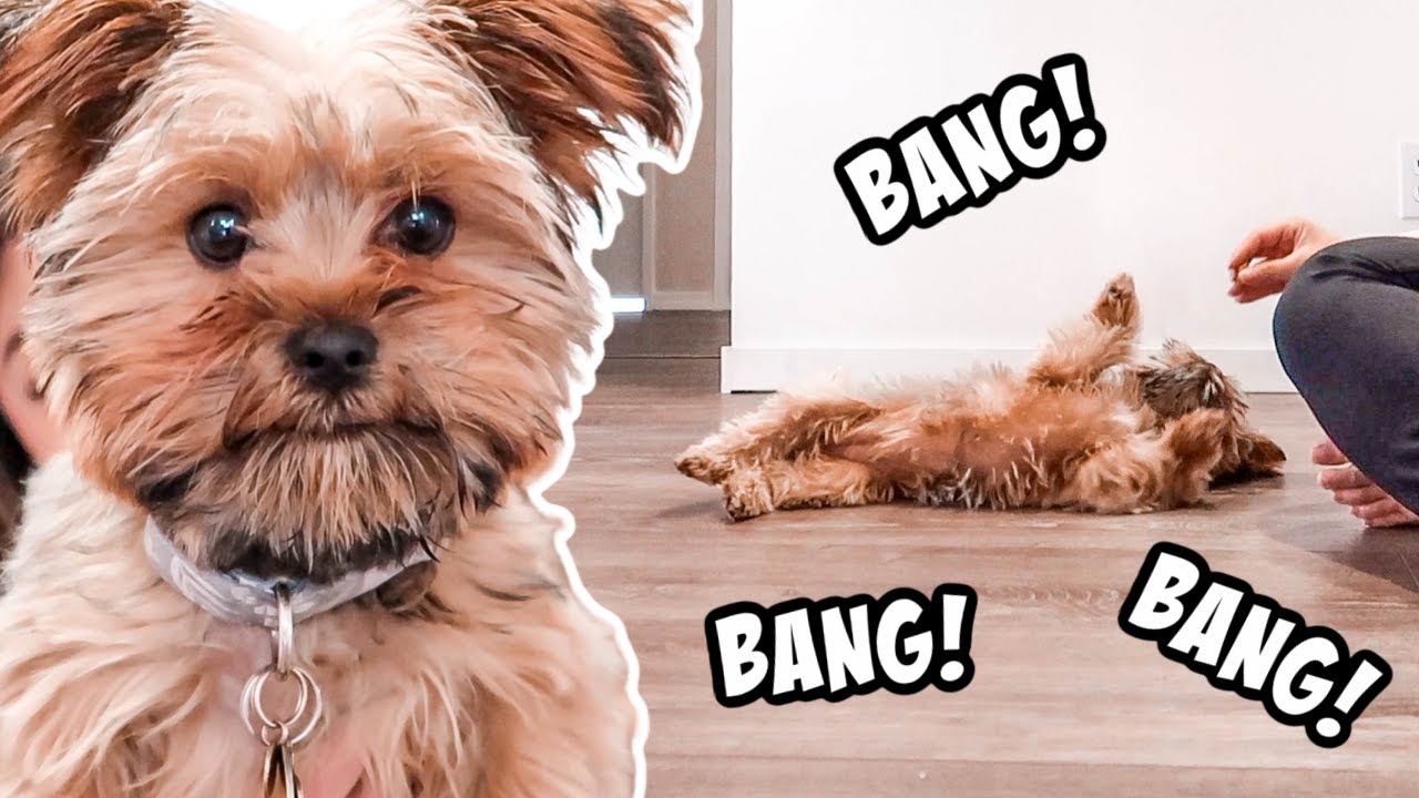 ROLL OVER AND BANG! DOG TRAINING | DOG VLOG