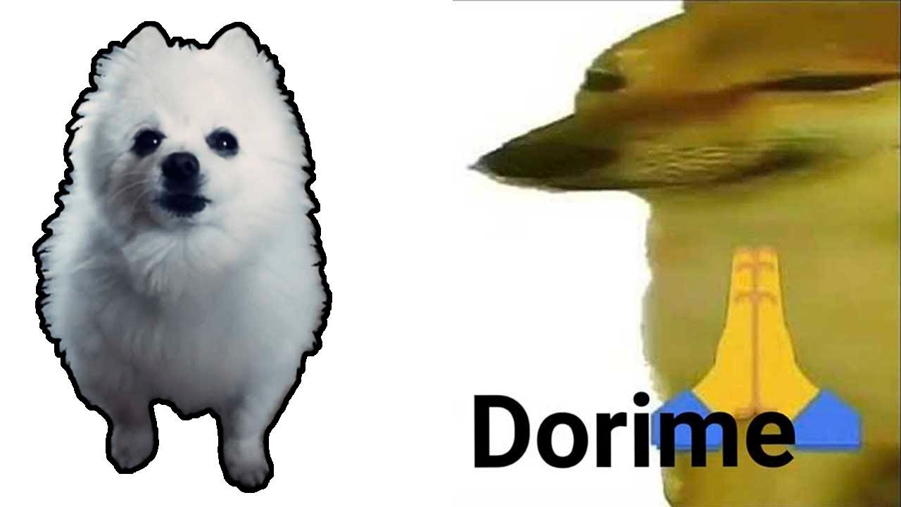 AMENO em CACHORRÊS
