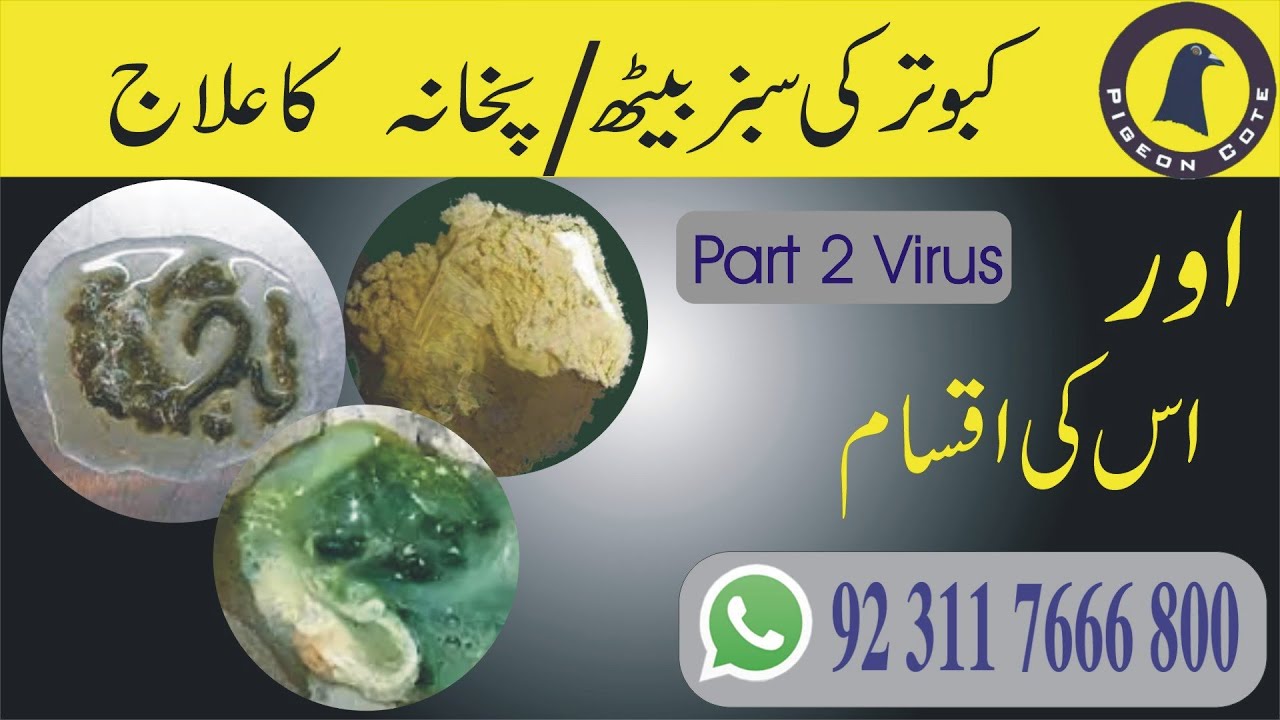 Pigeon Green Dropping Problems | Kabootar Ki Sabz Beath Ka Ilaj |  Pigeon Cote | Adenovirus | Part 2