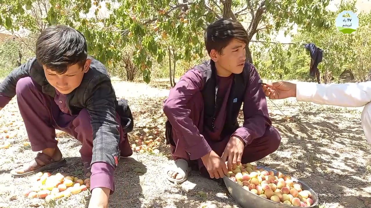 گزارش از جمع آوری زردآلو و توت در دایکندی