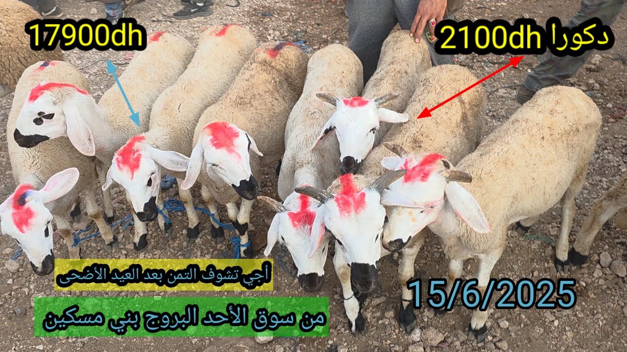 من سوق الأحد البروج بني مسكين بتاريخ 15/6/2025 تمن الخروفة 🐑 والخروف 🐏