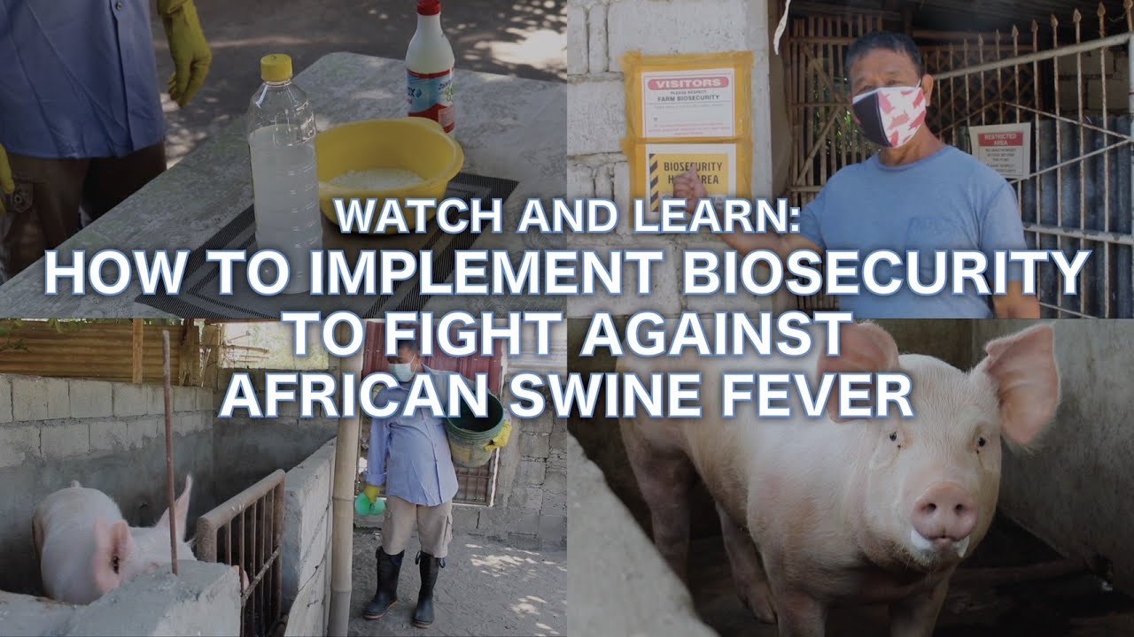 Practice biosecurity to save your pigs; including clean and disinfection procedures