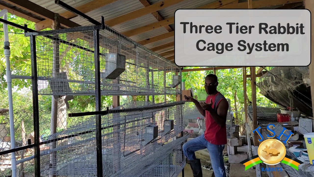 Jamaica Rabbit Farming: Installing a Three Tier Rabbit Cage System