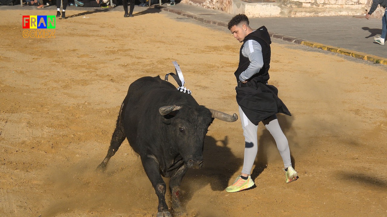 Toro cerril Pe&ntilde;a Taurina l'Ermita 2026 - Benifair&oacute; de les Valls (Valencia) Fran Gomez Bous Al Carrer