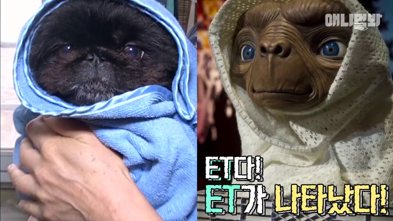 Пекинес, который выглядит как ET