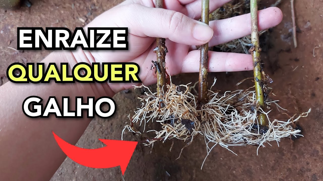 Esse SEGREDO ENRAIZA qualquer GALHO muito RÁPIDO -