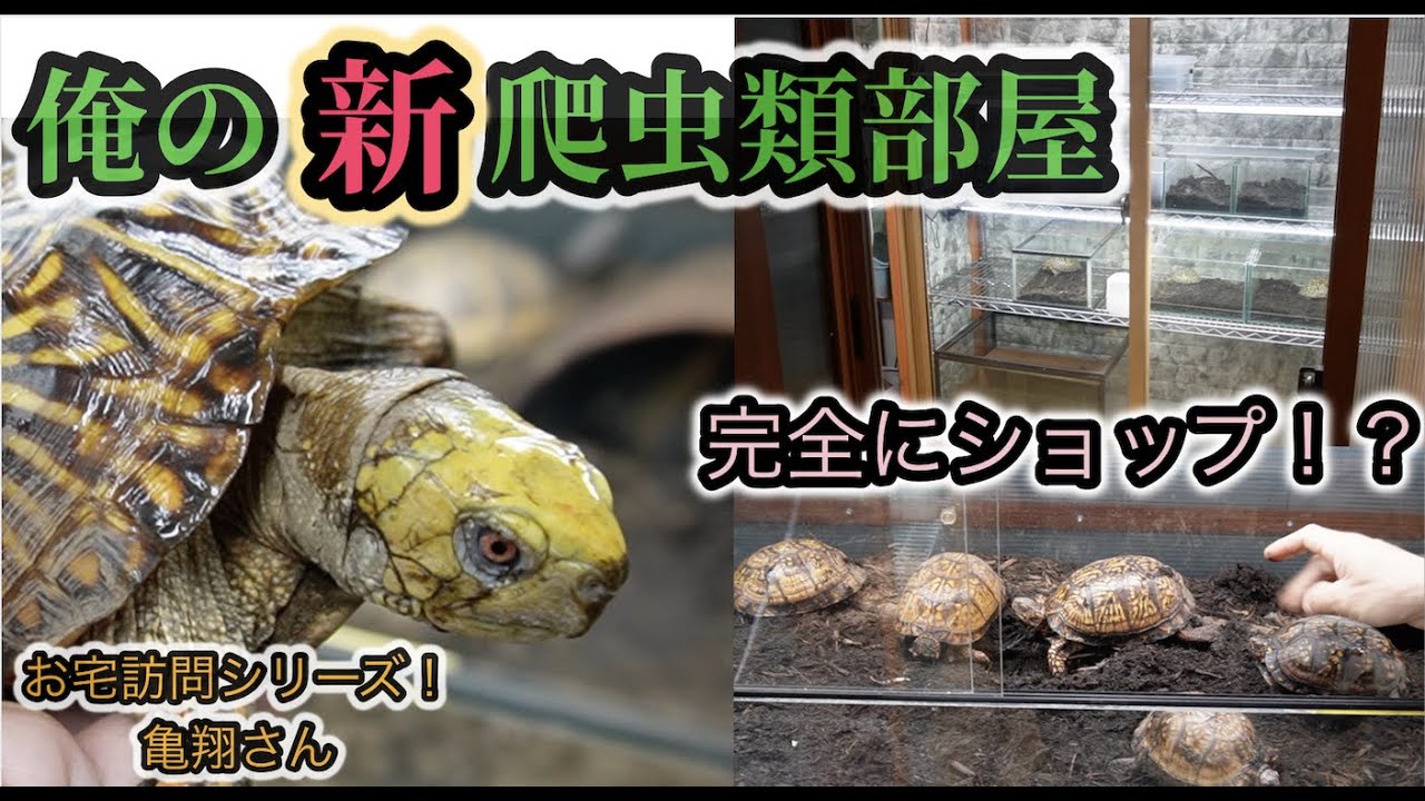 まるでショップ！？「俺の爬虫類部屋」お宅訪問シリーズ！亀翔さん　〜かめぞー☆ちゃんねる　181クラッチ目〜