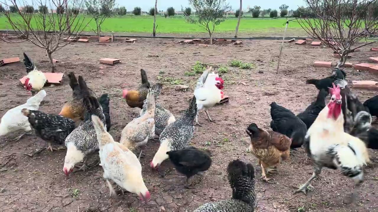 أكل الدجاج والحفاض على المحصول الزراعي من التلف 