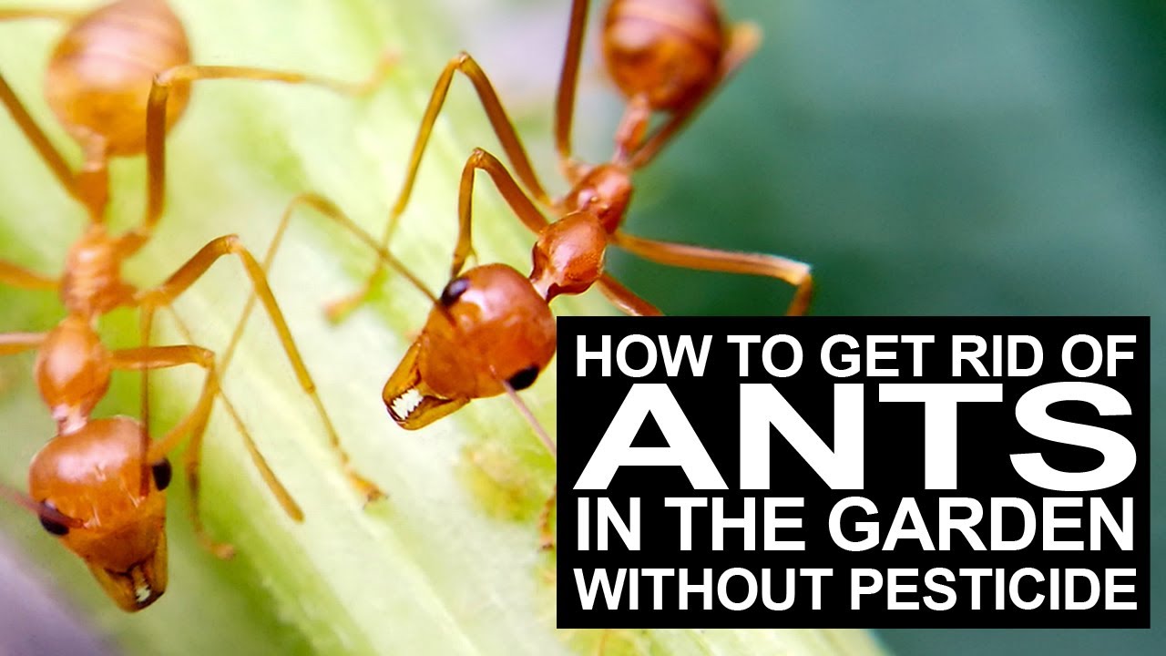 Paano Maitataboy Ang Mga Langgam Sa Garden I How To Get Rid Of Ants Without Pesticide