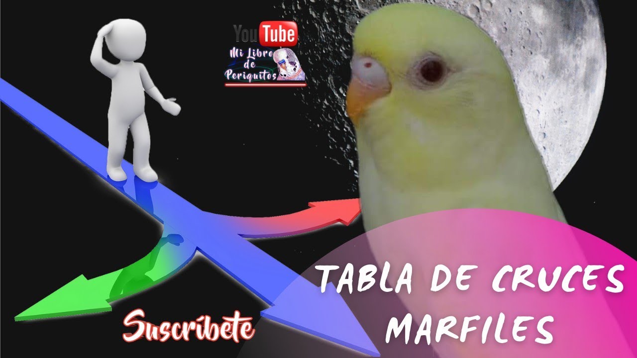 Albinos Golden Face  O  Periquitos Marfiles 😃 Tabla de Cruces