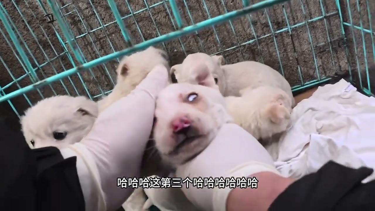 可怜的小狗狗，它们有什么错误